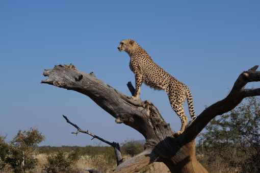 cheetah on top of brown tree branch